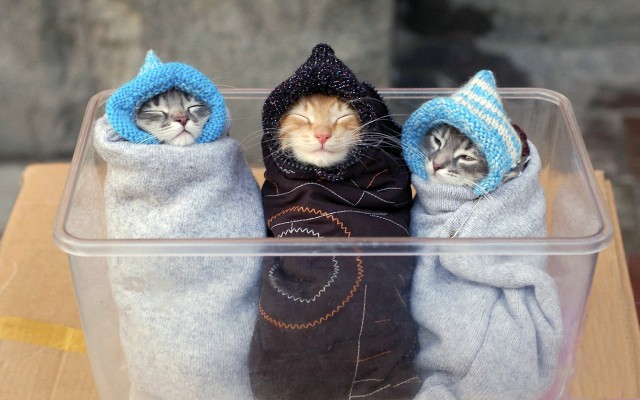 Cats. Desktop wallpaper