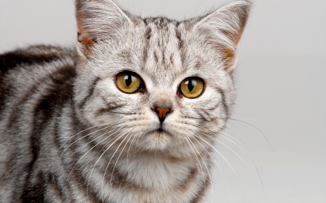 Cats. Desktop wallpaper