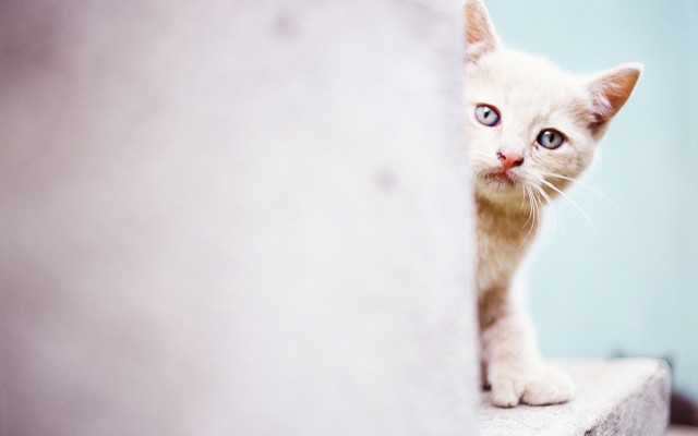 Cats. Desktop wallpaper