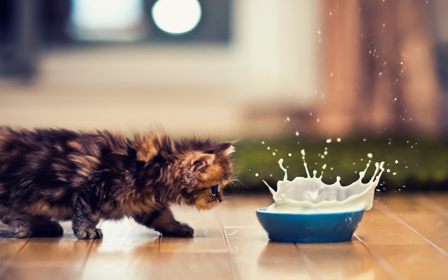 Cats. Desktop wallpaper