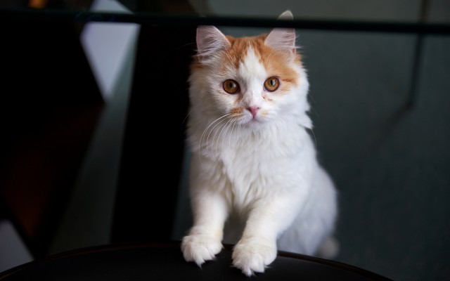 Cats. Desktop wallpaper