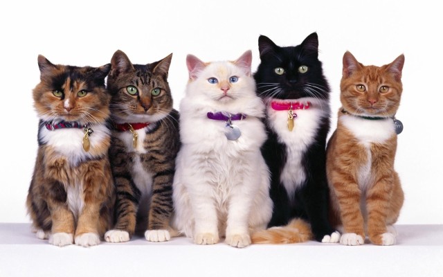 Cats. Desktop wallpaper