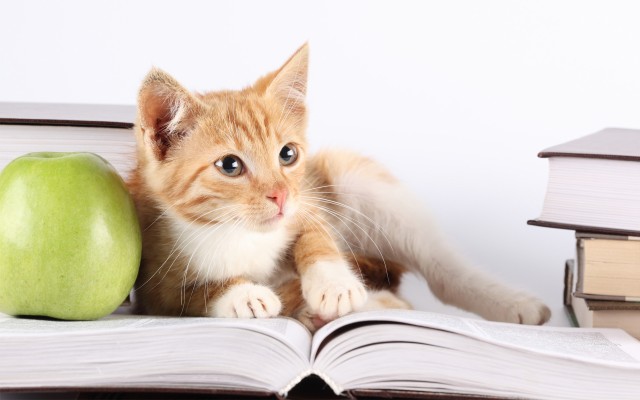 Cats. Desktop wallpaper
