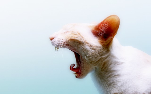Cats. Desktop wallpaper