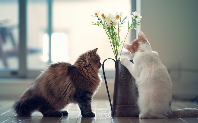 Cats. Desktop wallpaper