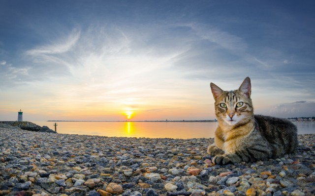 Cats. Desktop wallpaper