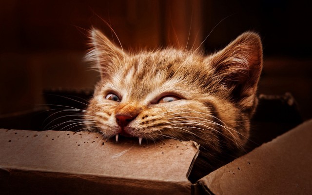 Cats. Desktop wallpaper