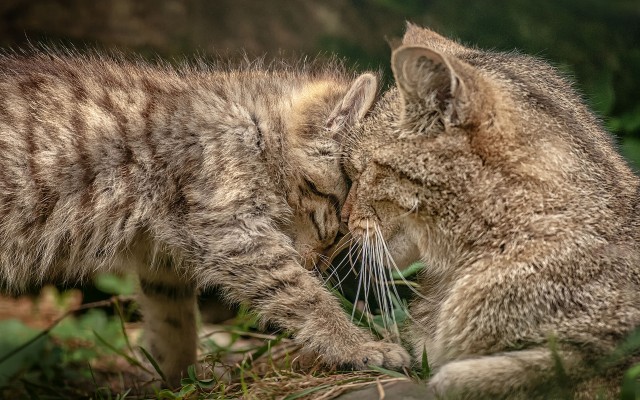 Cats. Desktop wallpaper