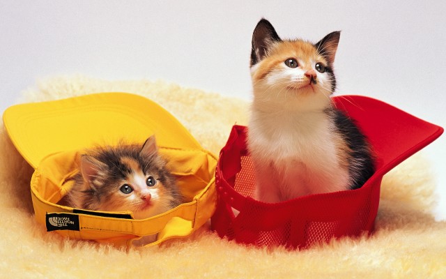 Cats. Desktop wallpaper