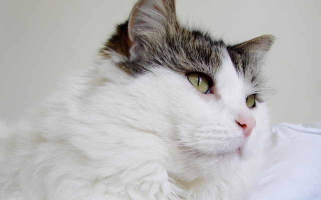 Cats. Desktop wallpaper