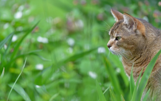 Cats. Desktop wallpaper