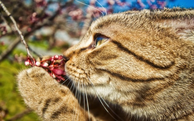 Cats. Desktop wallpaper