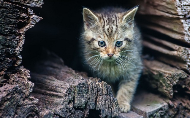 Cats. Desktop wallpaper
