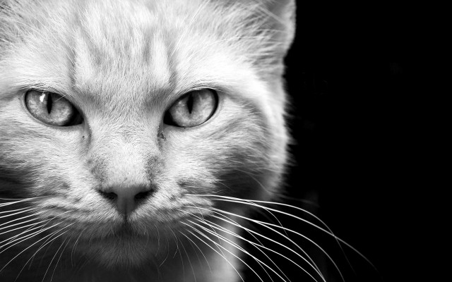 Cats. Desktop wallpaper