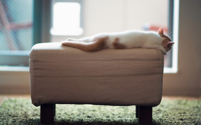 Cats. Desktop wallpaper