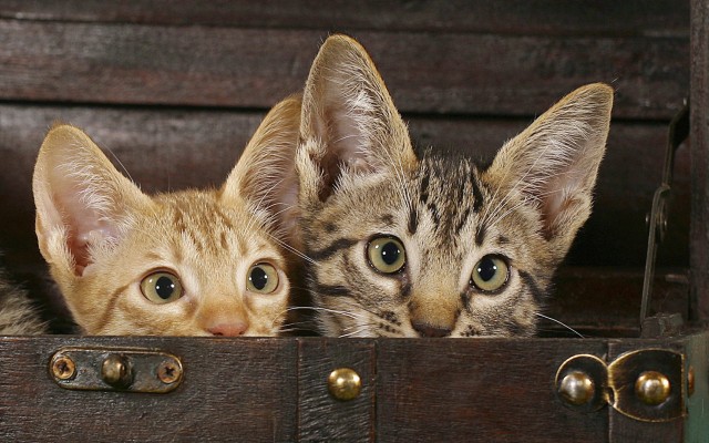 Cats. Desktop wallpaper