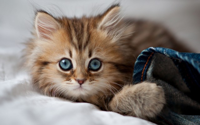 Cats. Desktop wallpaper