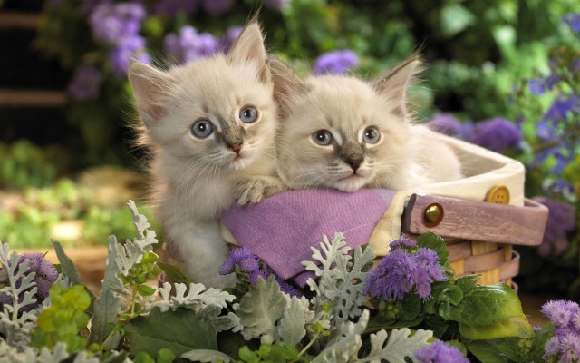 Cats. Desktop wallpaper