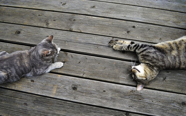 Cats. Desktop wallpaper