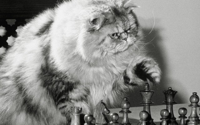 Cats. Desktop wallpaper