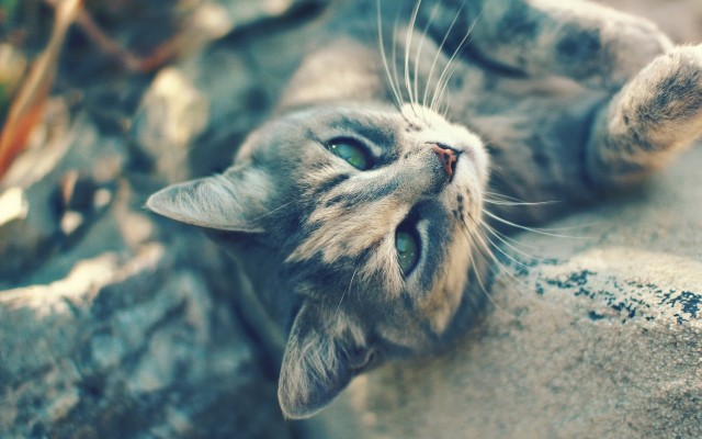 Cats. Desktop wallpaper