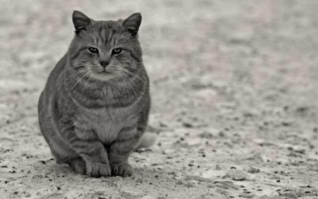 Cats. Desktop wallpaper