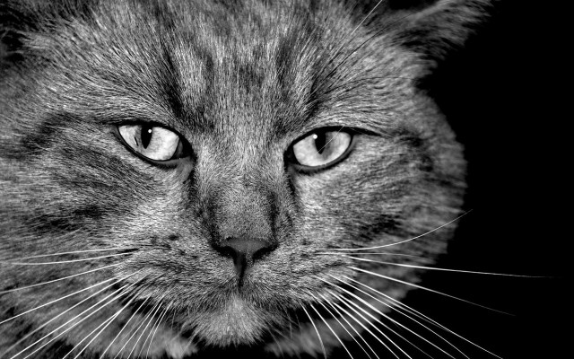Cats. Desktop wallpaper