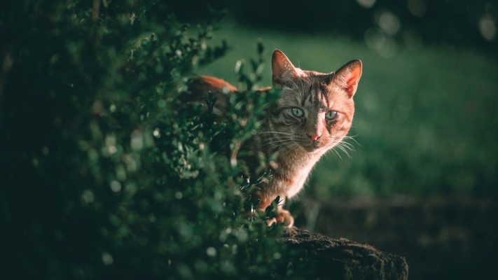 Cats. Desktop wallpaper