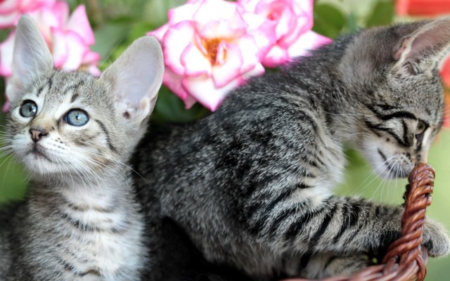 Cats. Desktop wallpaper