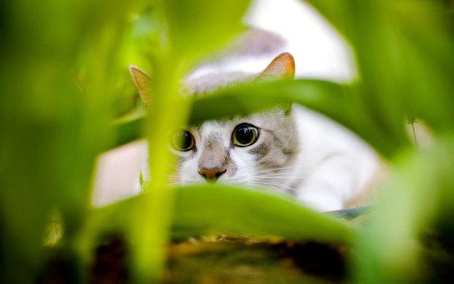 Cats. Desktop wallpaper