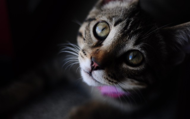 Cats. Desktop wallpaper