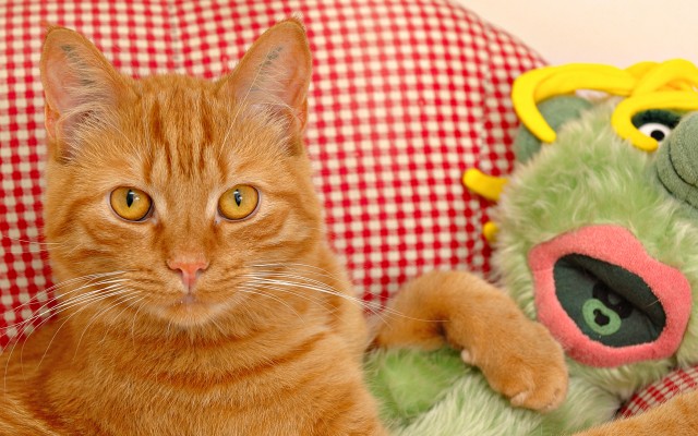 Cats. Desktop wallpaper