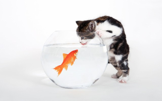 Cats. Desktop wallpaper