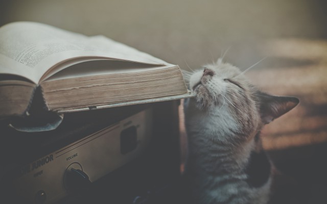 Cats. Desktop wallpaper