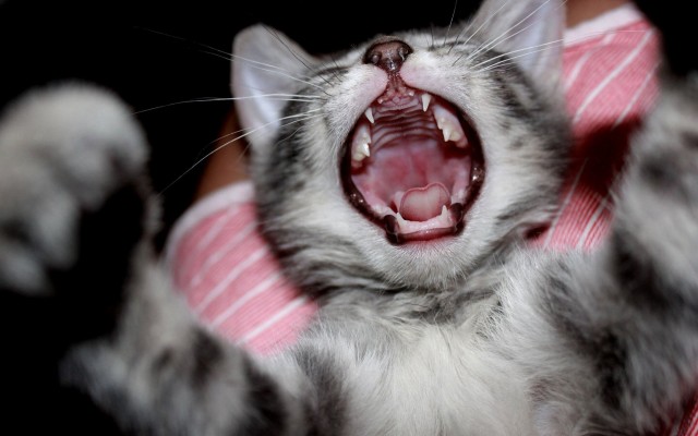 Cats. Desktop wallpaper