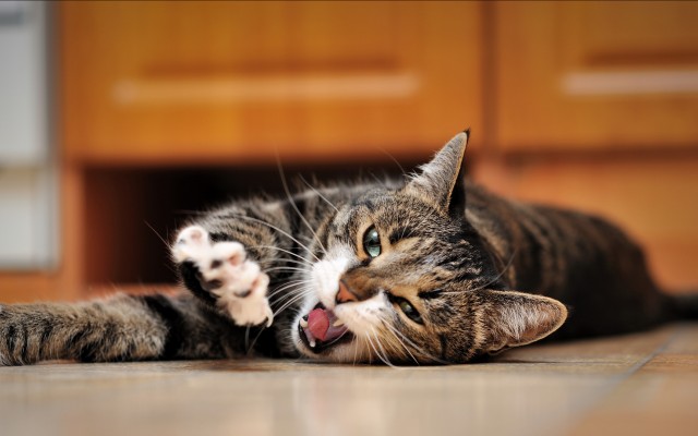 Cats. Desktop wallpaper