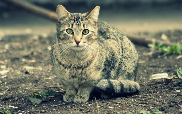 Cats. Desktop wallpaper