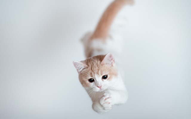 Cats. Desktop wallpaper