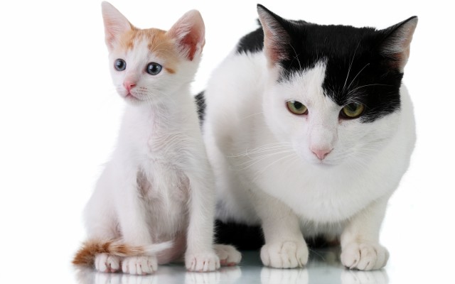 Cats. Desktop wallpaper