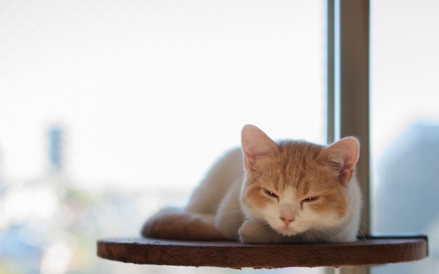 Cats. Desktop wallpaper