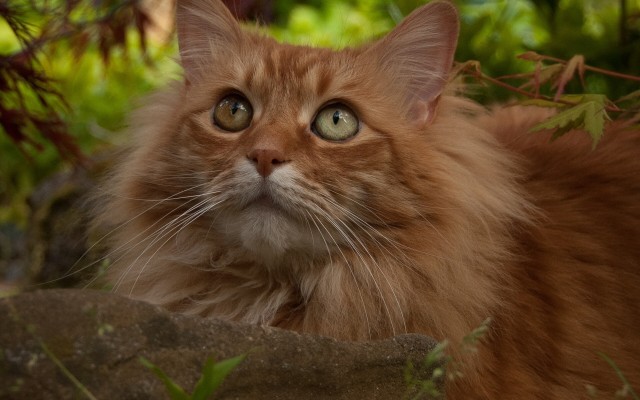Cats. Desktop wallpaper
