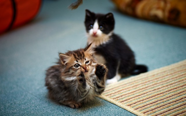 Cats. Desktop wallpaper