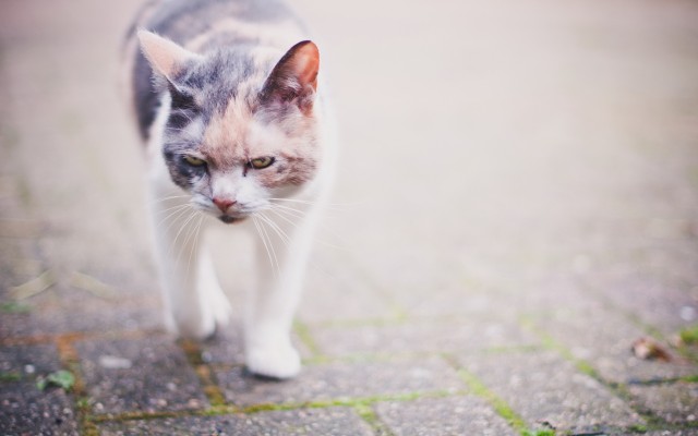 Cats. Desktop wallpaper