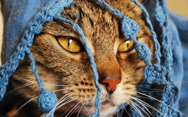Cats. Desktop wallpaper