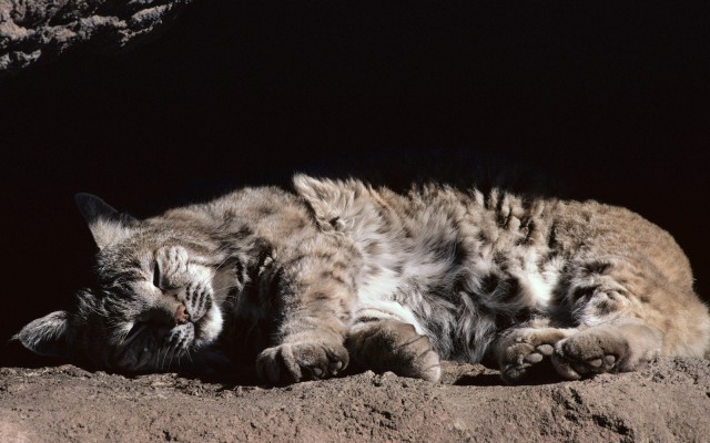 Cats. Desktop wallpaper