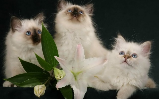 Cats. Desktop wallpaper