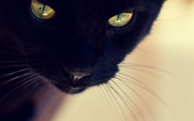 Cats. Desktop wallpaper