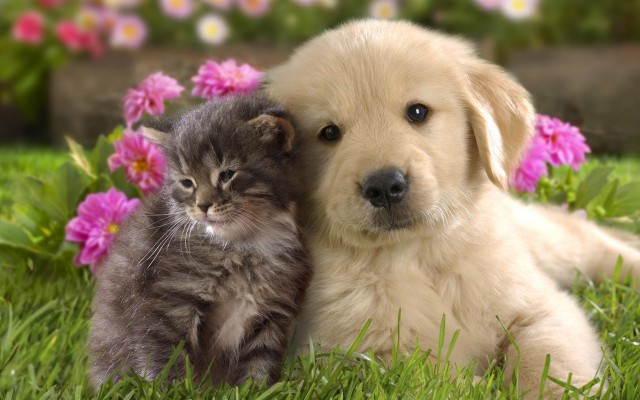 Cats. Desktop wallpaper