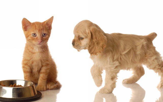 Cats. Desktop wallpaper