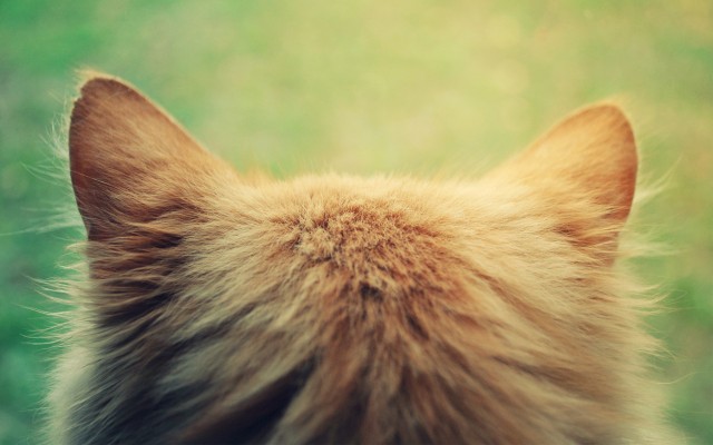 Cats. Desktop wallpaper
